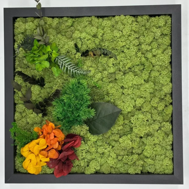 Islandmoos mit Pflanzen