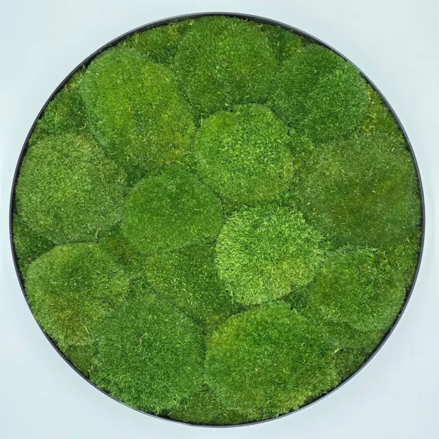 Bollmoos Dunkel rund